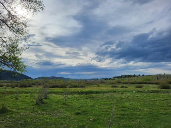 A wide green field with scattered bushes lies under a dramatic, cloud-filled sky. Trees line the horizon as sunlight filters through branches on the left. Rolling hills in the distance make this ideal land for sale or a potential cattle ranch.
