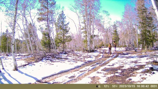 A deer stands on a snowy, sunlit forest trail surrounded by trees with sparse leaves. The ground is partly covered in snow—an inviting glimpse of potential hunting property, with date and temperature shown along the bottom edge.