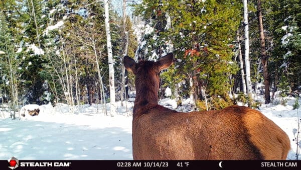 A deer stands in a snowy forest on hunting property, facing away from the camera. Sunlight highlights its brown fur as trees with snow-laden branches fill the background. The image shows 41°F and is time-stamped 02:28 AM, 10/14/23.