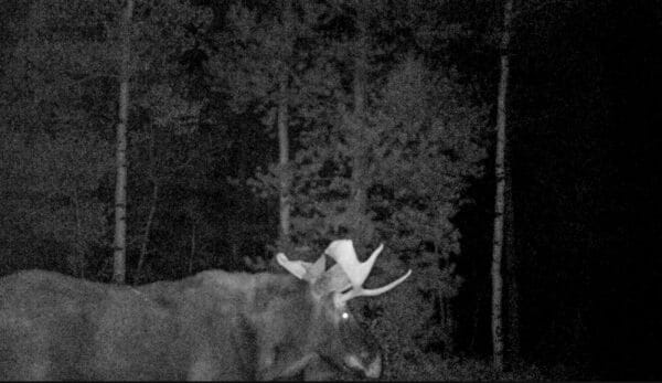 A black and white night-vision photo shows a large moose with antlers walking through a forest, illuminated by the camera’s flash—a striking example of wildlife often seen on recreational land or a cattle ranch. Trees and foliage are visible in the background.
