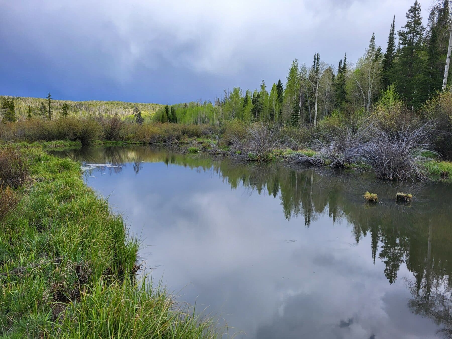 A calm pond reflects green trees and a cloudy sky, surrounded by tall grass and shrubs on a scenic cattle ranch, with a forested hill in the distance.