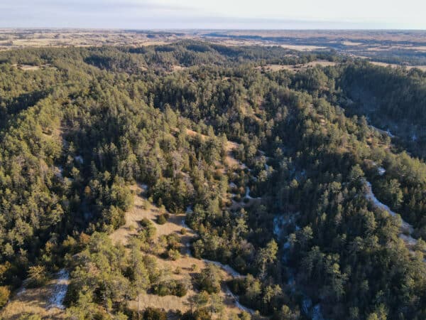 Aerial view of a hilly, forested landscape with dense pine trees and open grassland patches under a clear sky—ideal recreational land stretching toward the horizon, perfect for those seeking hunting property.