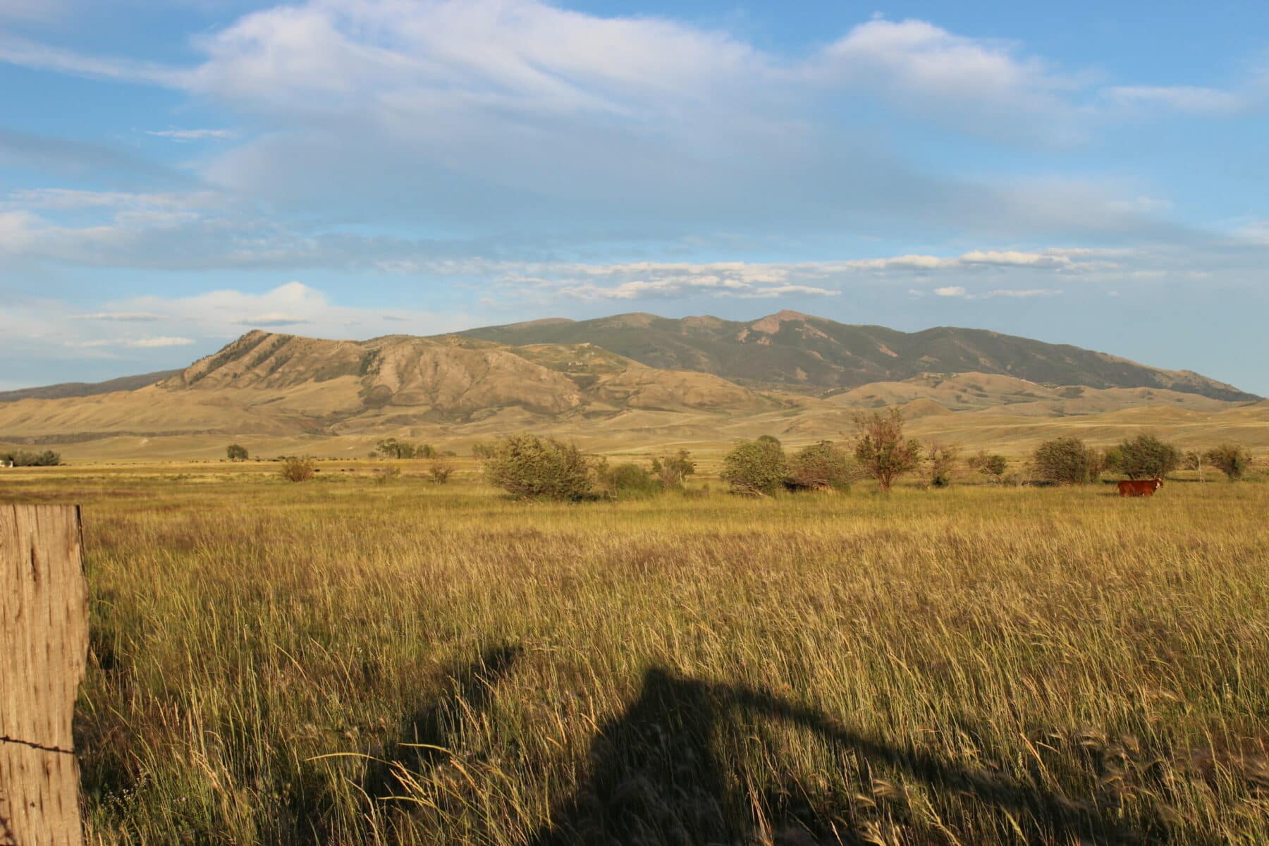 A wide grassy field with scattered bushes, distant rolling hills, and mountains under a blue sky with wispy clouds; a small brown cow stands to the right. Perfect as a hunting property or cattle ranch, with a wooden fence in the foreground.