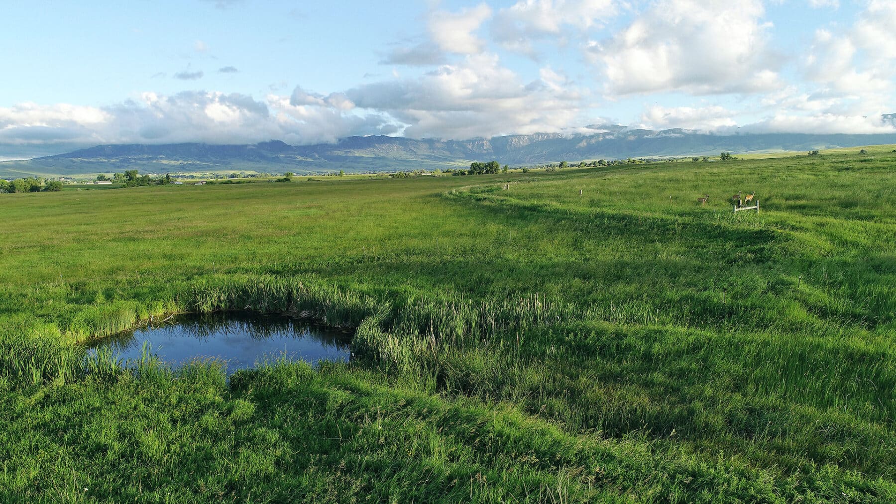 A lush green meadow with a small pond in the foreground, distant trees, and mountains under a partly cloudy sky. Ideal as a recreational land or hunting property, a deer stands near the pond, blending into the peaceful landscape.