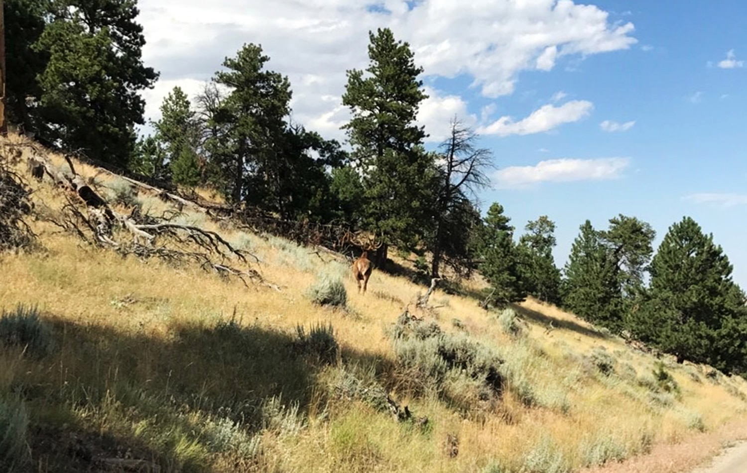 A deer stands on a grassy hillside surrounded by bushes and pine trees, beneath a blue sky with scattered clouds—an inviting scene for those seeking hunting property or recreational land.
