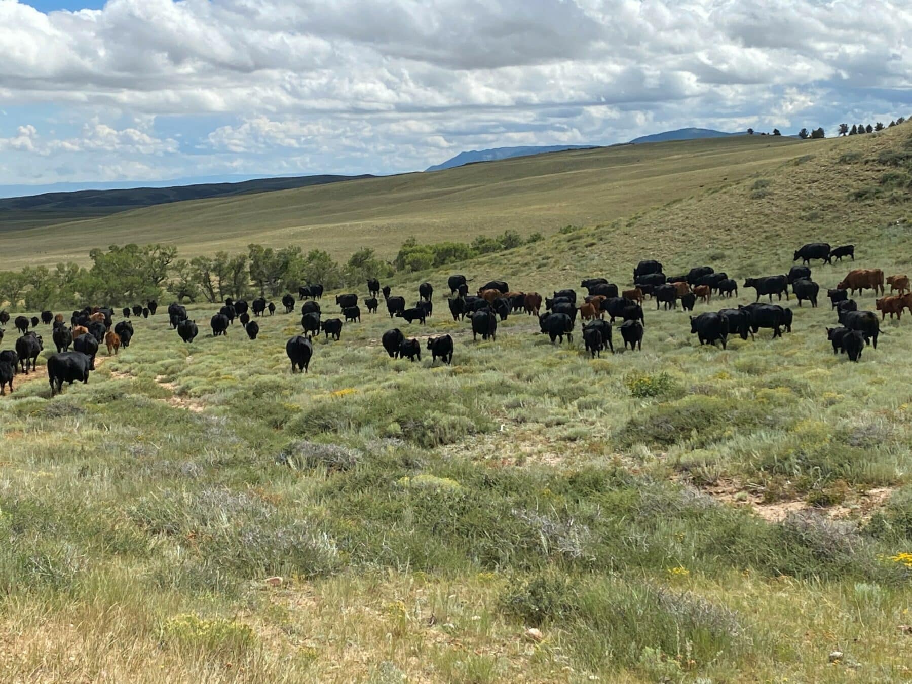 A large herd of black and brown cattle grazes on a grassy, rolling plain under a partly cloudy sky, with distant hills and sparse trees in the background—ideal for a cattle ranch or recreational land.