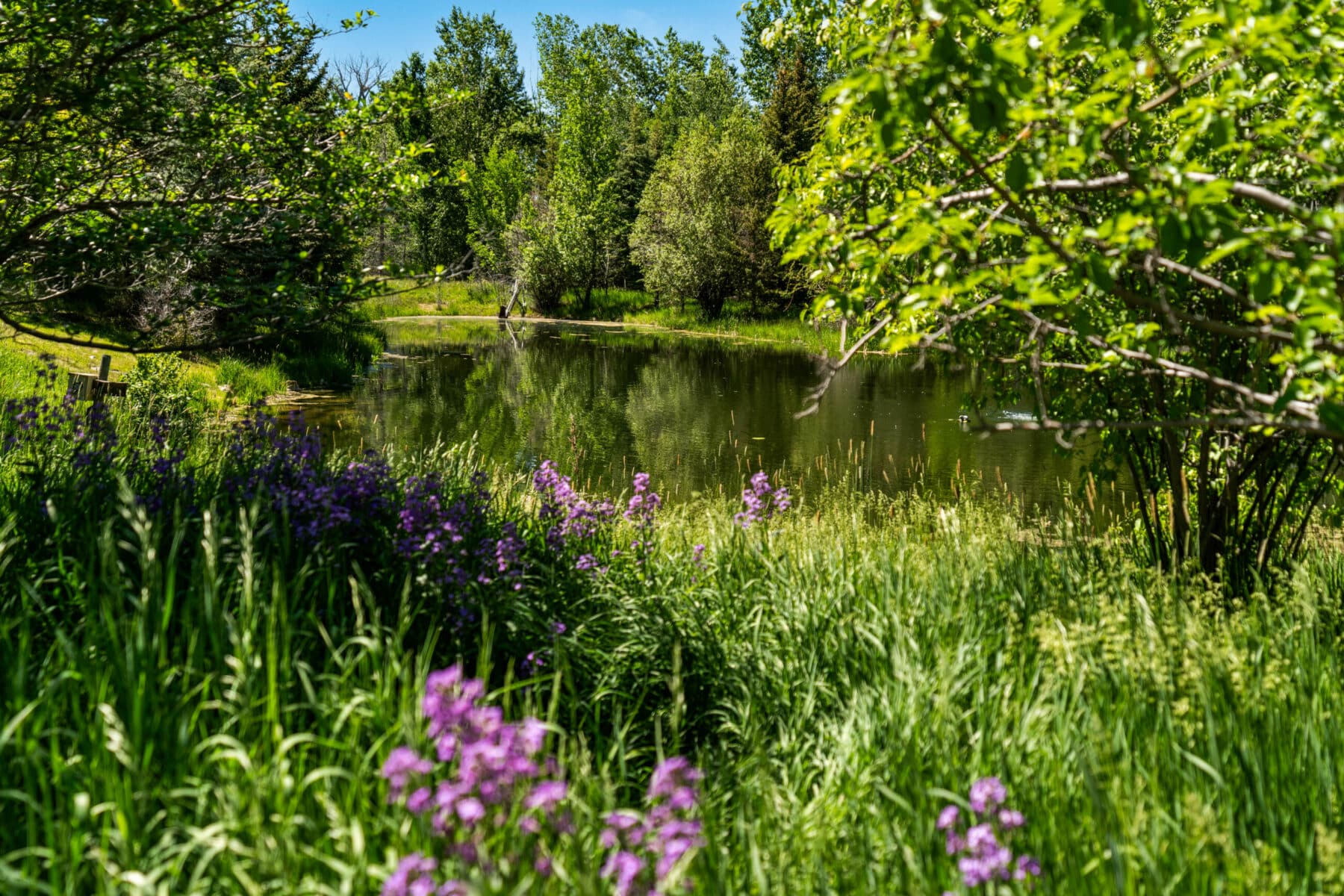 A serene pond surrounded by lush greenery and tall grass, with clusters of purple wildflowers in the foreground, reflects trees in the calm water under a clear blue sky—ideal recreational land or potential land for sale.