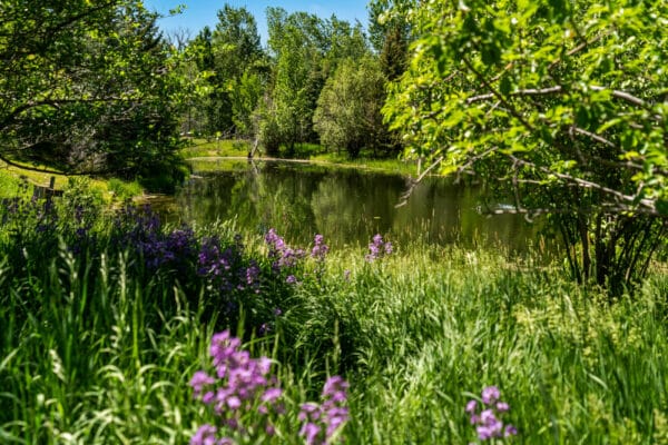 A serene pond surrounded by lush greenery and tall grass, with clusters of purple wildflowers in the foreground, reflects trees in the calm water under a clear blue sky—ideal recreational land or potential land for sale.