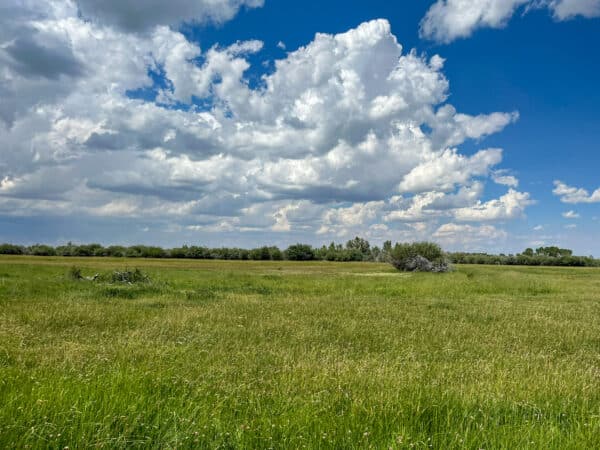 A wide, open grassy field stretches into the distance under a bright blue sky with large, fluffy white clouds—ideal land for sale, perfect for a cattle ranch or recreational land. Bushes and small trees line the horizon.