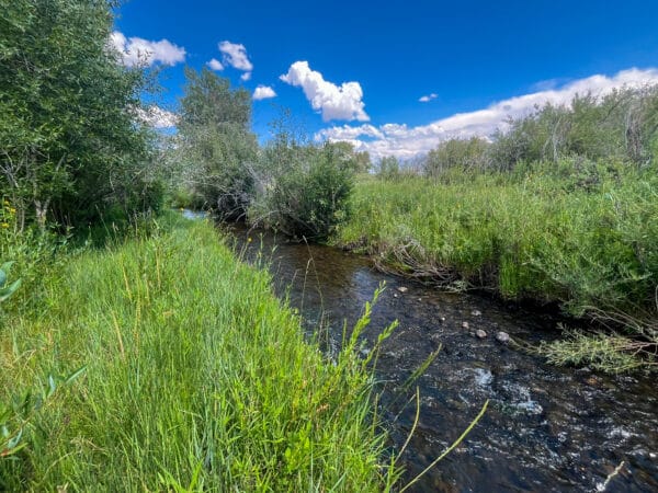 A clear, shallow stream flows through lush green grass and dense shrubs under a bright blue sky with scattered clouds—perfect recreational land bordered by trees on both sides.