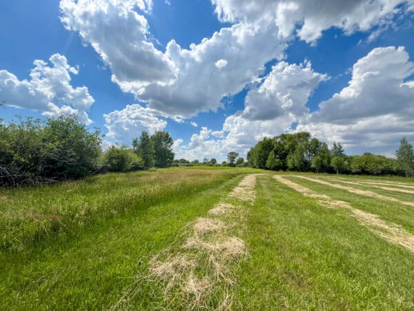 A sunny field with rows of cut grass, bordered by green bushes and trees, under a blue sky filled with fluffy white clouds—ideal recreational land or potential hunting property.