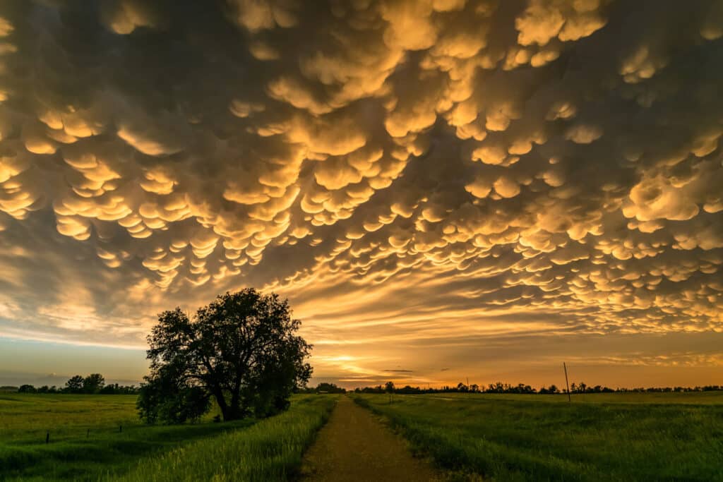 A dirt path winds through a grassy field at sunset, under glowing orange mammatus clouds. A large tree stands to the left beneath the striking sky—perfect scenery for recreational land or ranch for sale seekers.