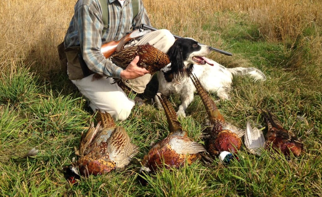 A person kneels in tall grass holding a pheasant, with a hunting dog nearby and four pheasants on the ground, set in an open field—perfect for showcasing prime recreational land or a hunting property.