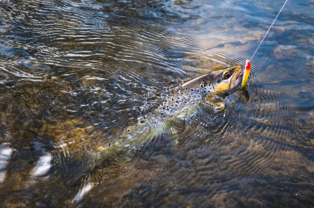 A brown trout with black spots is partially submerged in clear water, caught on a fishing line near a scenic riverbed—perfect for those seeking a cattle ranch or land for sale where nature and lifestyle meet.