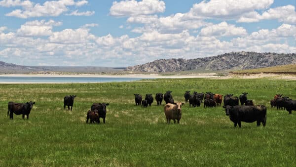 WY Cattle ranch by Pathfinder Reservoir