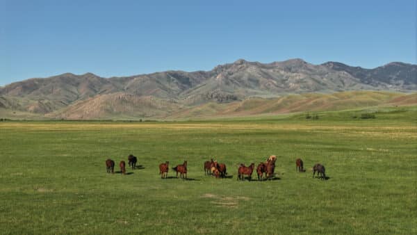 A group of horses grazes on a vast green meadow under a clear blue sky, with rolling hills and rugged mountains in the background—perfect recreational land or cattle ranch potential.