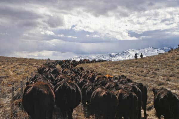 moving cattle on Wyoming Cattle ranch