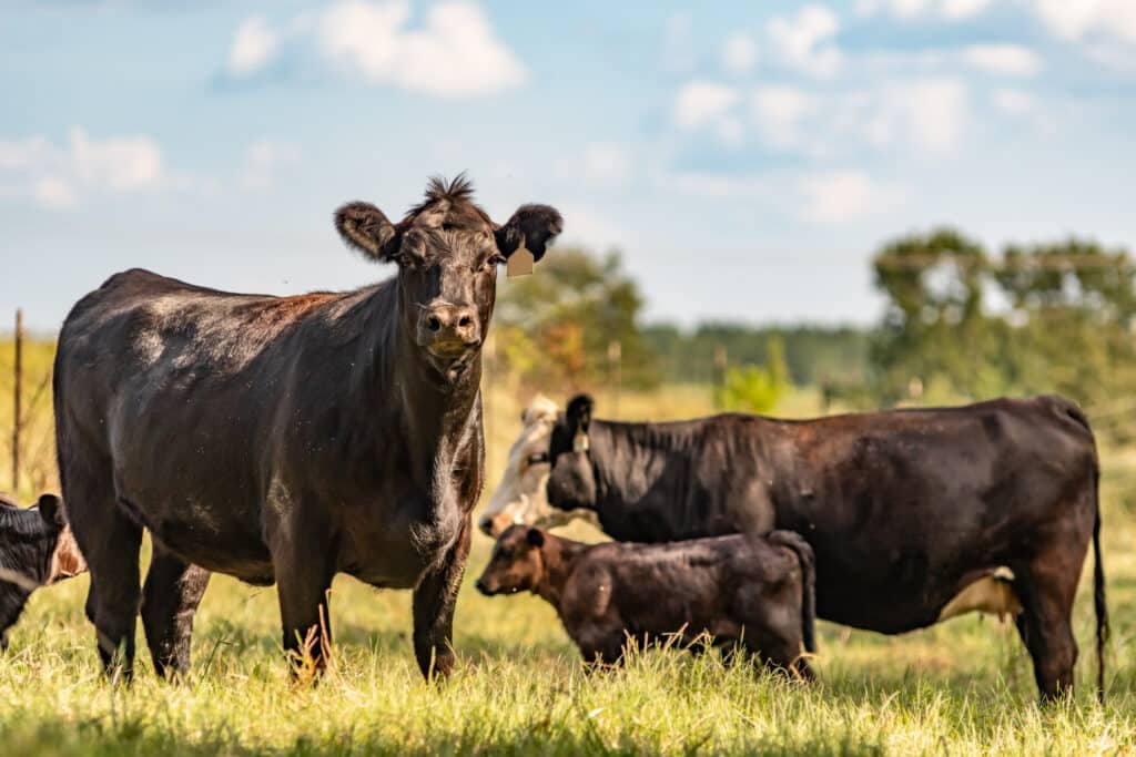 A group of black cows and calves stand and graze in a sunlit grassy field with trees and a blue sky, showcasing an ideal cattle ranch or recreational land setting.