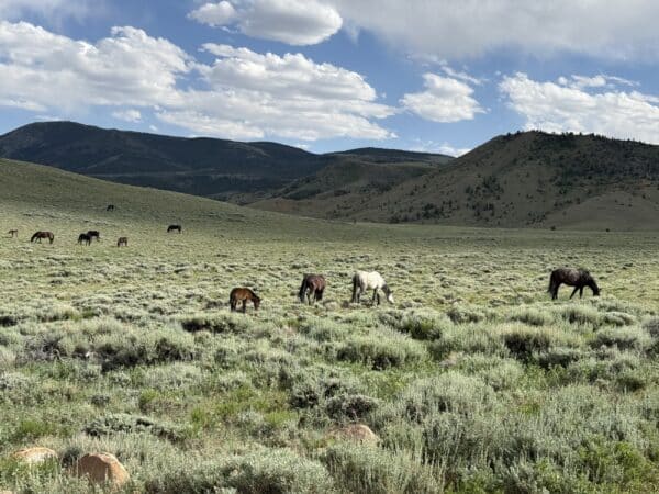 Wild horses graze on green shrubs across open, hilly recreational land under a partly cloudy sky, with distant mountains in the background.