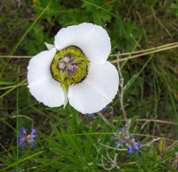 A white mariposa lily with a yellow and purple center blooms among green grass and wildflowers—an ideal scene for recreational land or those seeking unique land for sale. The photo, taken from above, captures the flower’s details clearly.