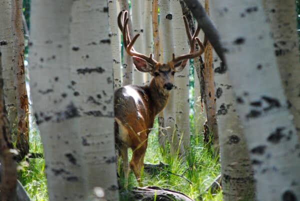 A deer with large antlers stands among tall, light-colored tree trunks on scenic recreational land. Sunlight filters through the trees, illuminating the green grass around the deer.