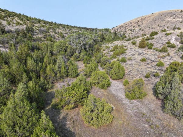 A hilly landscape with green shrubs, pine trees, and dry grassy areas under a clear blue sky. Some hills are densely forested while others have sparse vegetation—ideal ranch for sale or hunting property.
