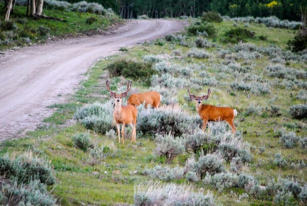 Three deer with antlers stand among green shrubs beside a dirt road that curves through a grassy, open landscape with trees in the background—an ideal view from this scenic ranch for sale.