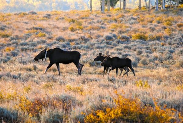 A moose and two calves walk through a sunlit, grassy field with autumn-colored foliage—an ideal hunting property set against a backdrop of distant trees.