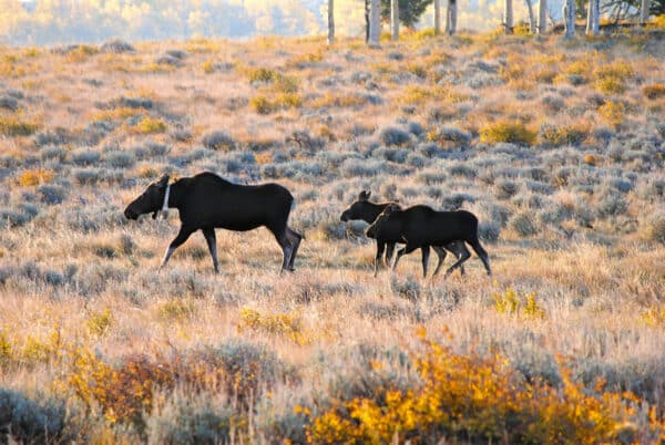 A moose and two calves walk through a sunlit, grassy field with shrubs and trees in the background during autumn—a peaceful scene that showcases the charm of this unique hunting property.