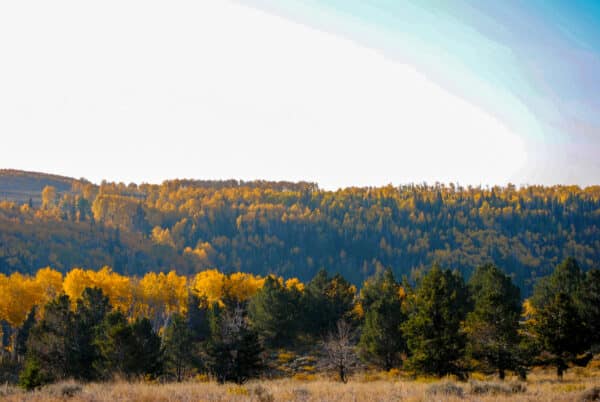 A landscape with a field in the foreground, dark green pine trees in the middle, and a dense forest of yellow and orange autumn trees covering rolling hills under a bright sky—perfect recreational land or future hunting property.