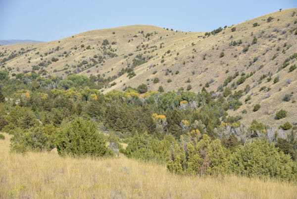 Rolling hills covered with dry grass and scattered bushes, featuring a dense cluster of trees in a valley below under a clear blue sky—perfect recreational land or ranch for sale.