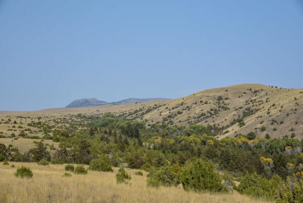 A wide view of grassy hills with scattered shrubs and trees under a clear blue sky. Some distant mountains are visible in the background, making this open landscape ideal as a cattle ranch or recreational land.
