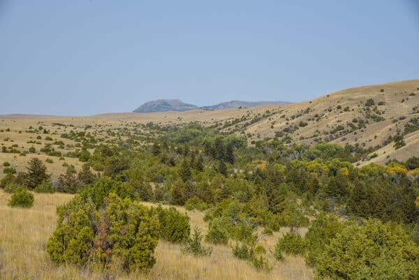 A wide view of rolling grassy hills, perfect for recreational land or a cattle ranch, dotted with green shrubs and trees, leading to distant rocky mountains under a clear blue sky.