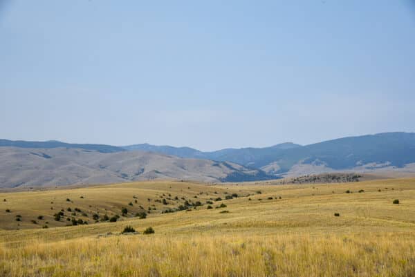 A wide, open grassland with scattered shrubs and rolling hills under a clear blue sky, distant mountains on the horizon—perfect land for sale or as a cattle ranch.