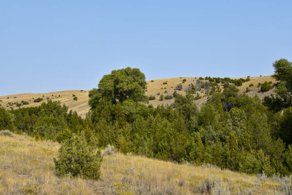 A grassy hillside, ideal as recreational land, is dotted with green shrubs and trees under a clear blue sky. Rolling hills and sparse vegetation extend into the background, offering scenic open space.