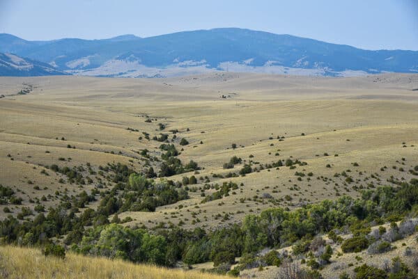 Rolling grasslands with scattered green shrubs and trees stretch toward distant, forested mountains under a clear blue sky. This open landscape with gentle slopes and a central brush-filled gully is ideal as a hunting property or cattle ranch land for sale.