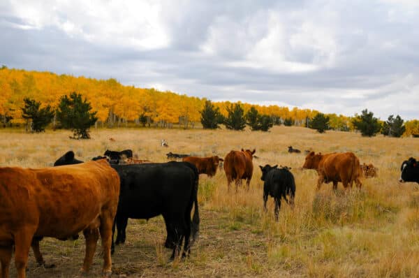 A herd of black and brown cattle grazes in a grassy field on this picturesque land for sale, surrounded by trees with bright autumn yellow foliage under a cloudy sky.