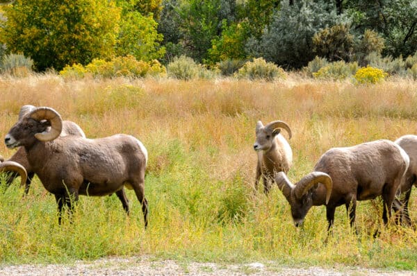 Four bighorn sheep with curved horns graze in a grassy field, surrounded by green and yellow foliage and trees—an ideal scene for those seeking recreational land or considering a cattle ranch.