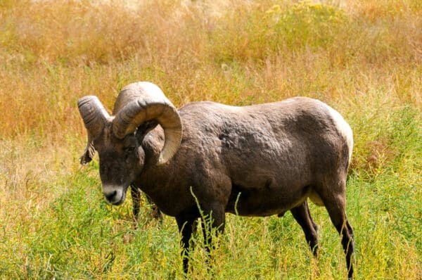 A bighorn sheep with large curved horns stands in a grassy field on prime recreational land, surrounded by tall, yellow-green vegetation and dry grass in the background.