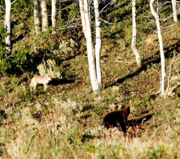 A brown bear and a coyote are in a sunlit forest clearing amid green undergrowth and tall, white-barked trees—an inviting scene for those seeking recreational land or ranch for sale, with wildlife partially camouflaged by the vegetation.