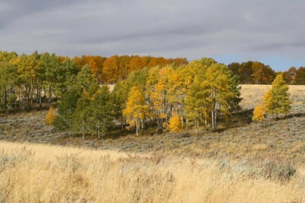 A cluster of trees with green, yellow, and orange leaves stands in a grassy field under a cloudy sky, making this cattle ranch an inviting autumn landscape.