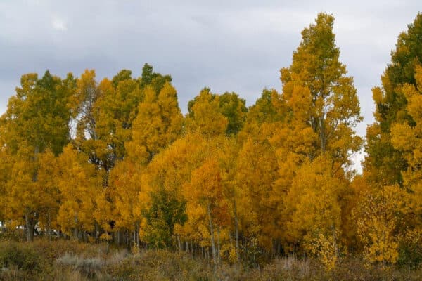 A dense grove of tall trees with bright yellow and orange autumn foliage stands under a cloudy sky, with some green leaves still visible—an inviting scene on a picturesque hunting property or cattle ranch.