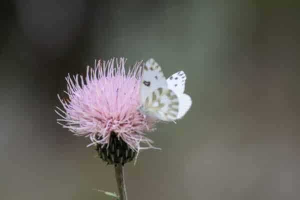 A white butterfly with black spots perches on a pink thistle flower, feeding with its wings partially open against a blurred green background—an idyllic scene often found on recreational land or a peaceful cattle ranch.