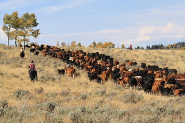 A herd of cattle moves across a grassy field on a beautiful cattle ranch for sale, guided by two people on horseback. Sparse trees and bushes dot the landscape beneath a blue sky with clouds overhead.