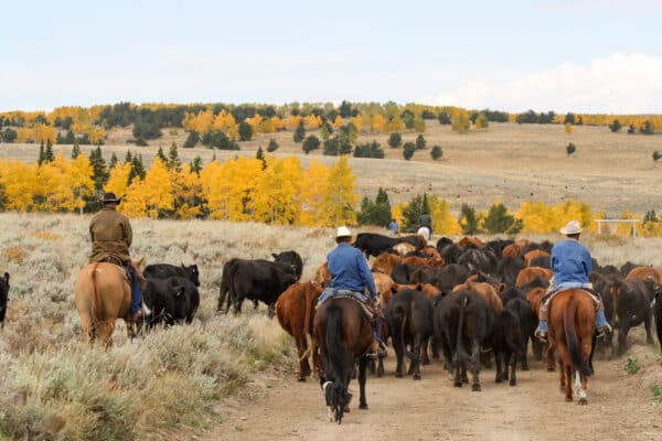 Three cowboys on horseback herd a large group of cattle along a dirt path on scenic recreational land, with golden autumn trees and rolling hills in the background.