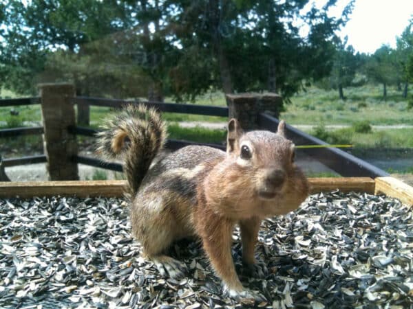 A squirrel with full cheeks stands on a wooden platform covered in seeds, outdoors near a fence with trees and greenery—a charming sight on this cattle ranch land for sale.