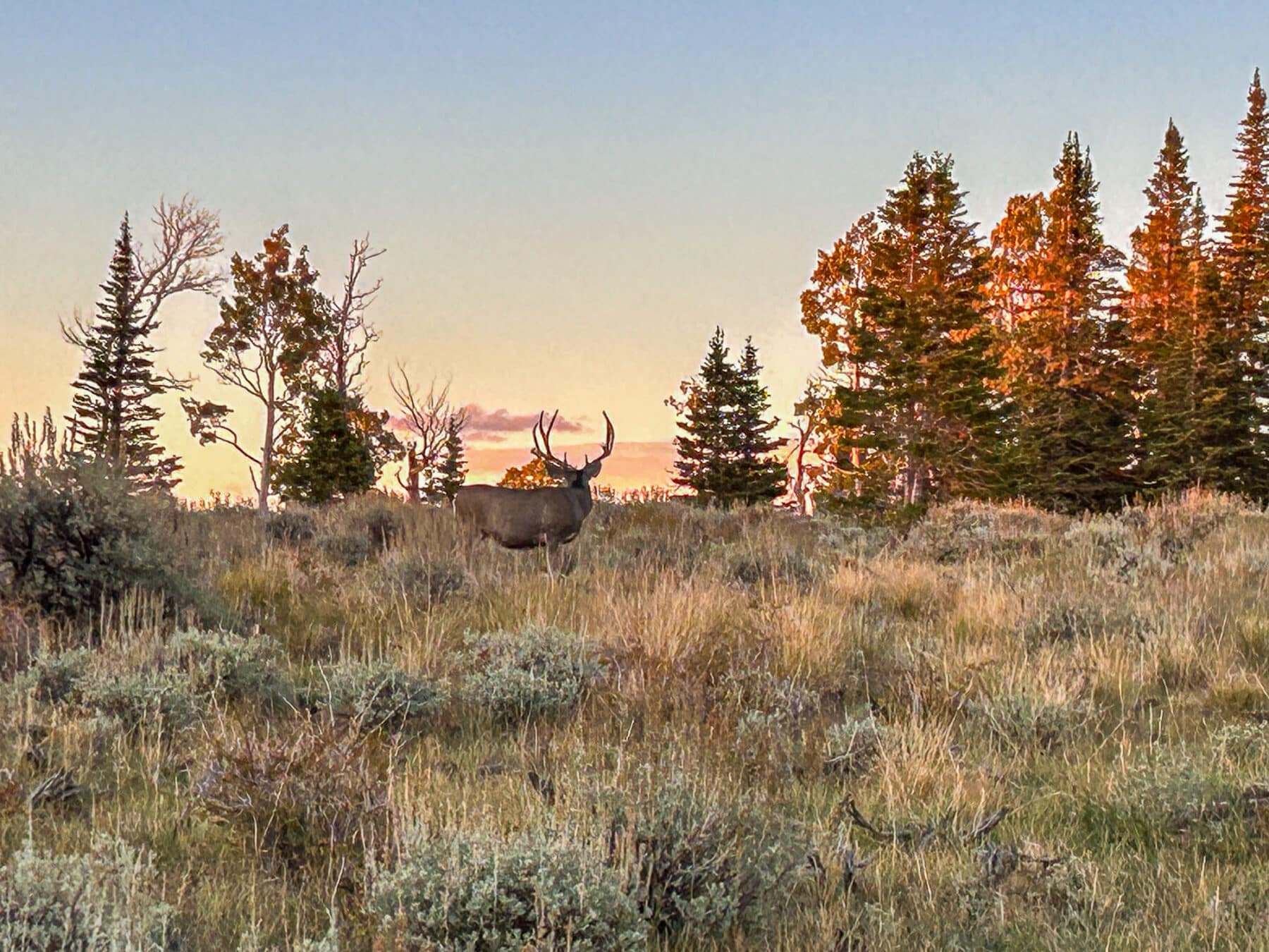 Big Buck on Rock Creek Carbon County UT