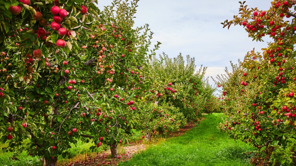 Rows of apple trees filled with ripe red apples stretch out under a partly cloudy sky, with green grass and foliage between the trees—ideal land for sale for those seeking a beautiful orchard or unique hunting property.