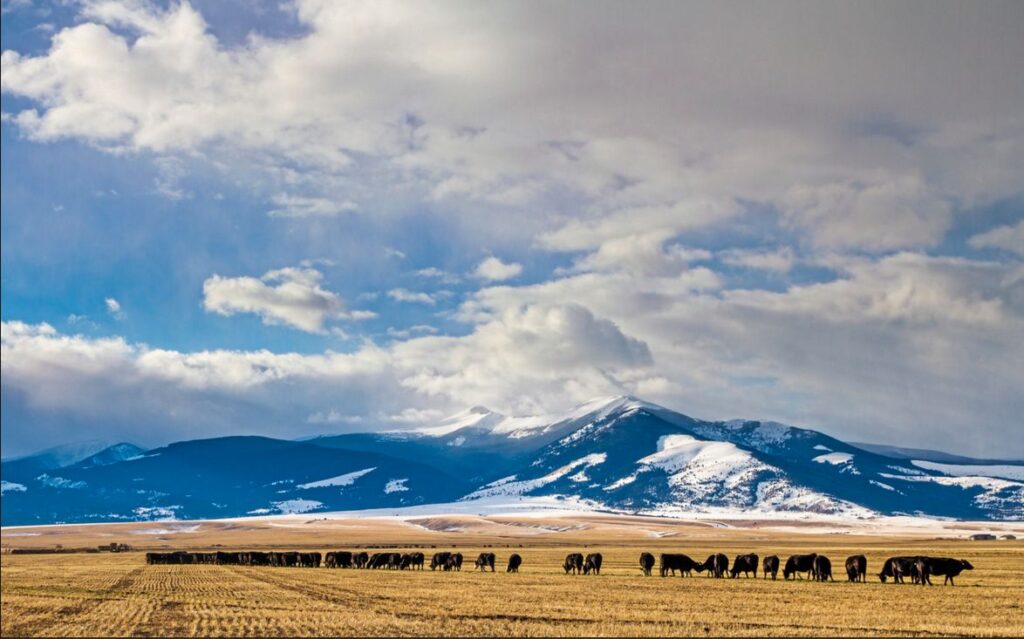 Cattle graze in a vast golden field under a dramatic sky, framed by snow-capped mountains and drifting clouds—an ideal cattle ranch or hunting property.