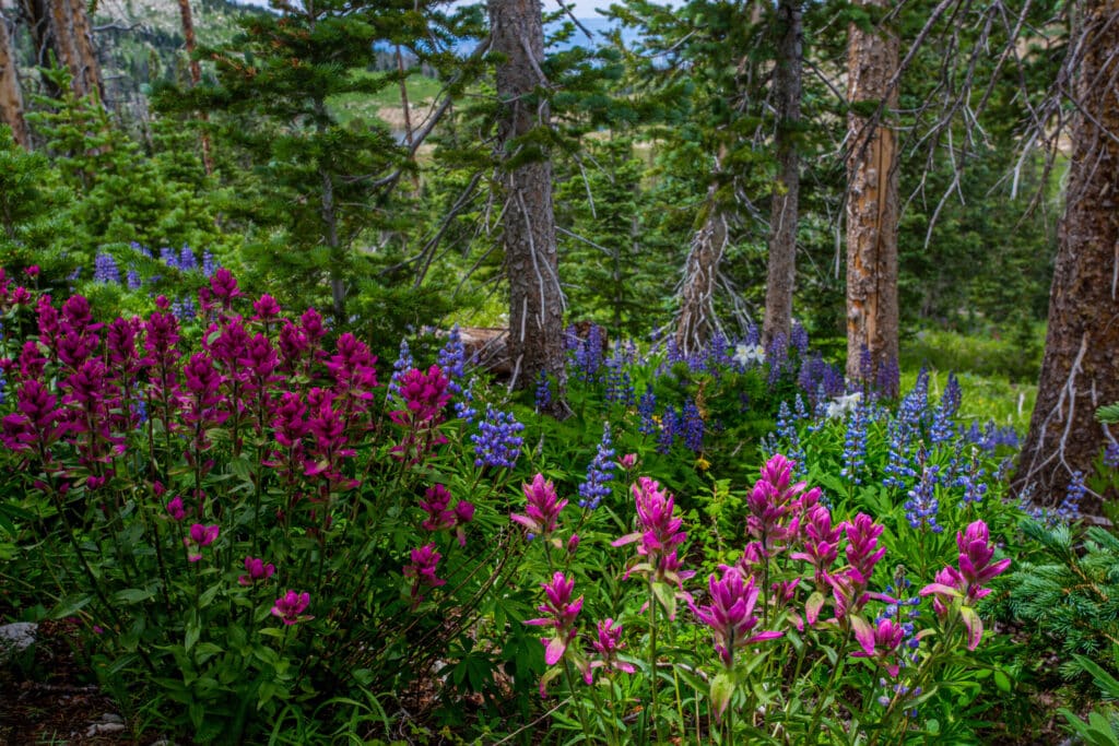 Assorted wildflowers in Manti-LaSalle National Forest.